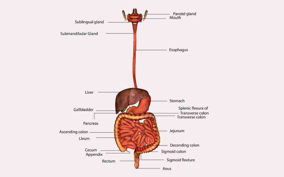 Your Digestive Organ: The Intestines