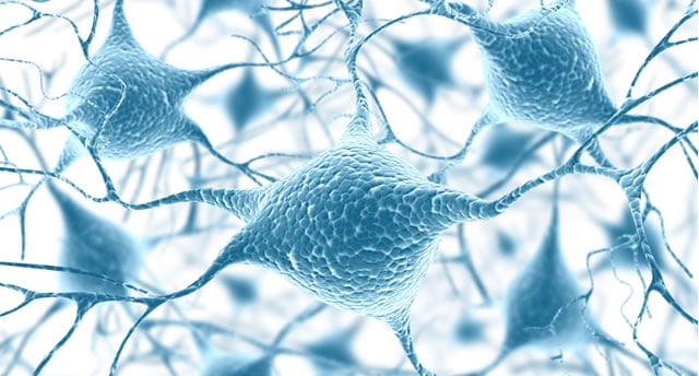 The intestine and nervous system are closely linked