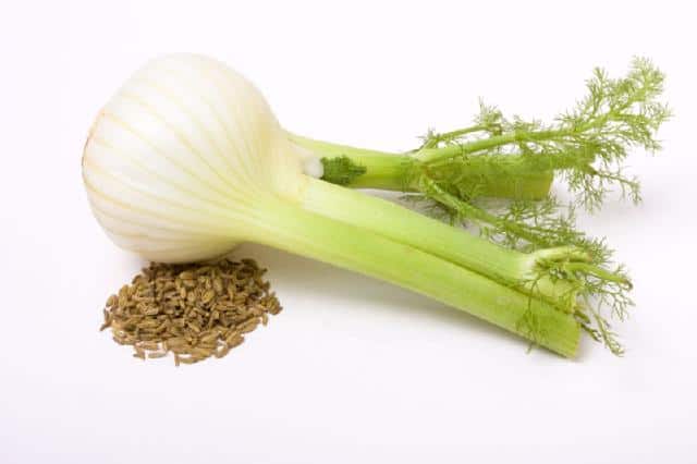 The oil of the fennel fruits (of the seed!) Has an antispasmodic and digestive effect