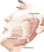 The large parotid glands