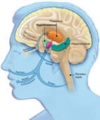 Diencephalon