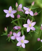 medicinal plants